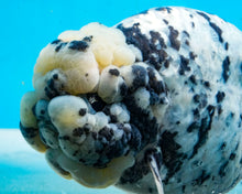 Load image into Gallery viewer, White Tiger Calico Ranchu Male (5 inches) Imported from Thailand