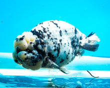 Load image into Gallery viewer, White Tiger Calico Ranchu Male (5 inches) Imported from Thailand