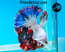 Load image into Gallery viewer, Marble Halfmoon Male