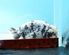 Load image into Gallery viewer, White Tiger Calico Ranchu Male (5 inches) Imported from Thailand