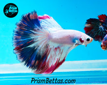 Load image into Gallery viewer, Marble Halfmoon Male