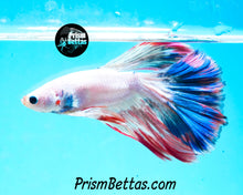 Load image into Gallery viewer, Marble Halfmoon Male