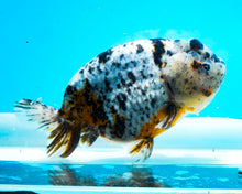 Load image into Gallery viewer, White Tiger Calico Ranchu Female (4.5 inches) Imported from Thailand