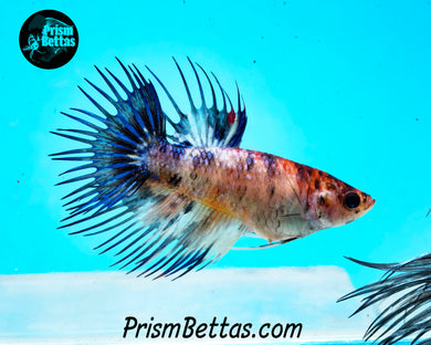 Candy Koi Crowntail Female