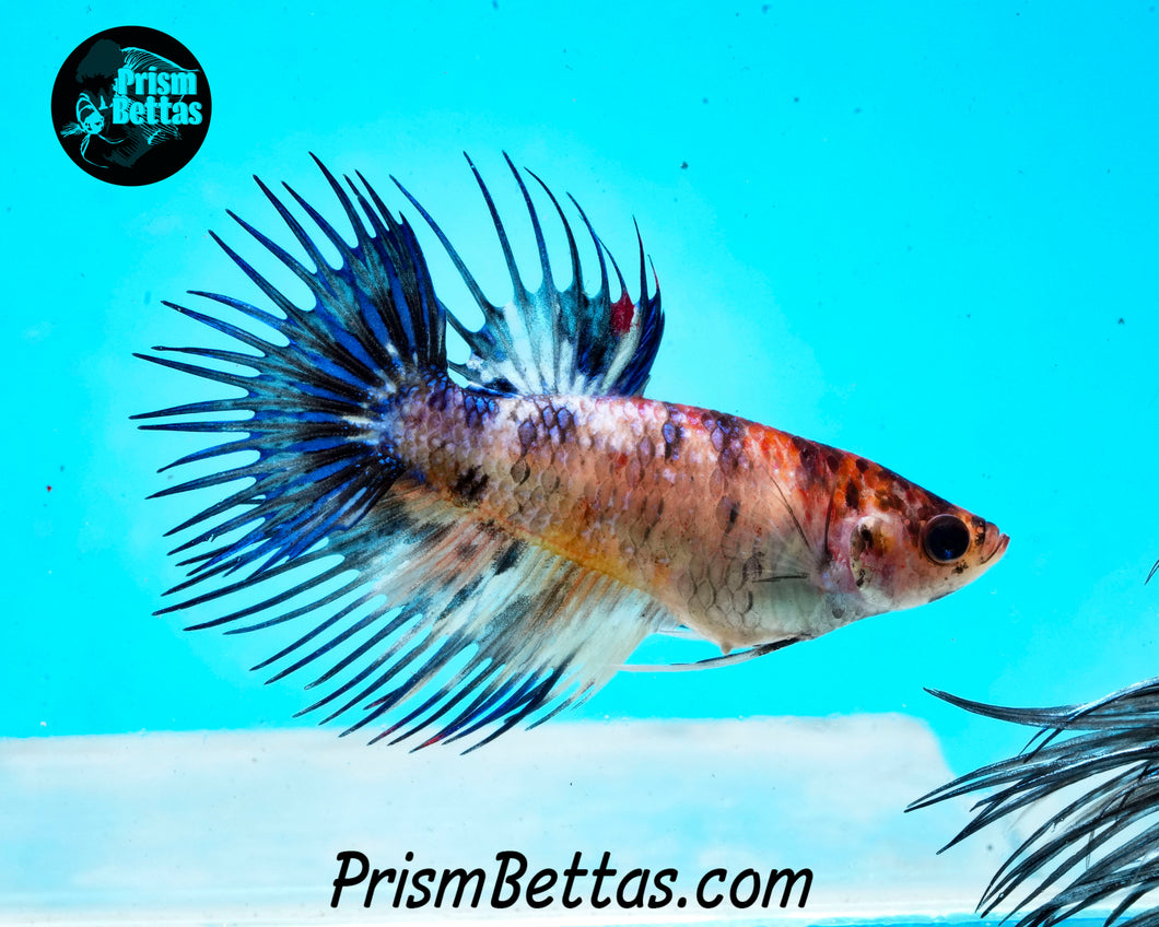 Candy Koi Crowntail Female