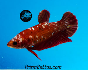 Red Copper Galaxy Halfmoon Plakat Female