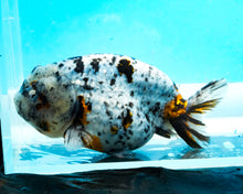 Load image into Gallery viewer, White Tiger Calico Ranchu Female (4.5 inches) Imported from Thailand