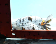 Load image into Gallery viewer, White Tiger Calico Ranchu Female (4.5 inches) Imported from Thailand