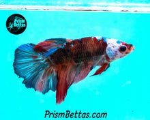 Load image into Gallery viewer, Marble Halfmoon Female