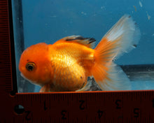 Load image into Gallery viewer, Monster Oranda Goldfish Male (3.25 inches). Imported from Thailand