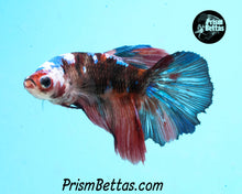 Load image into Gallery viewer, Marble Halfmoon Female