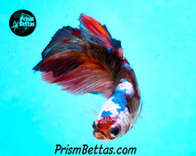 Load image into Gallery viewer, Marble Halfmoon Female