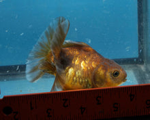 Load image into Gallery viewer, Bronze Goldcoin Shogun Godzillar Oranda Goldfish (3 inches). Imported from Thailand