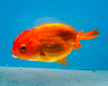 Load image into Gallery viewer, Red Ranchu (3.5-4.25 inches)