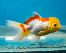 Load image into Gallery viewer, Lemonhead Oranda (3.5-4.25 inches)