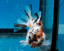 Load image into Gallery viewer, White Tiger Calico Oranda Goldfish (2.5 inches). Imported from Thailand