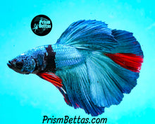Load image into Gallery viewer, Turquoise Marble Halfmoon Male