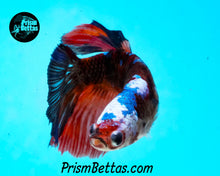 Load image into Gallery viewer, Marble Halfmoon Female