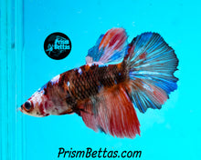 Load image into Gallery viewer, Marble Halfmoon Female