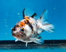 Load image into Gallery viewer, White Tiger Calico Oranda Goldfish (2.5 inches). Imported from Thailand