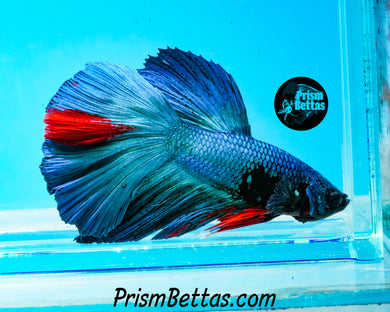 Turquoise Marble Halfmoon Male
