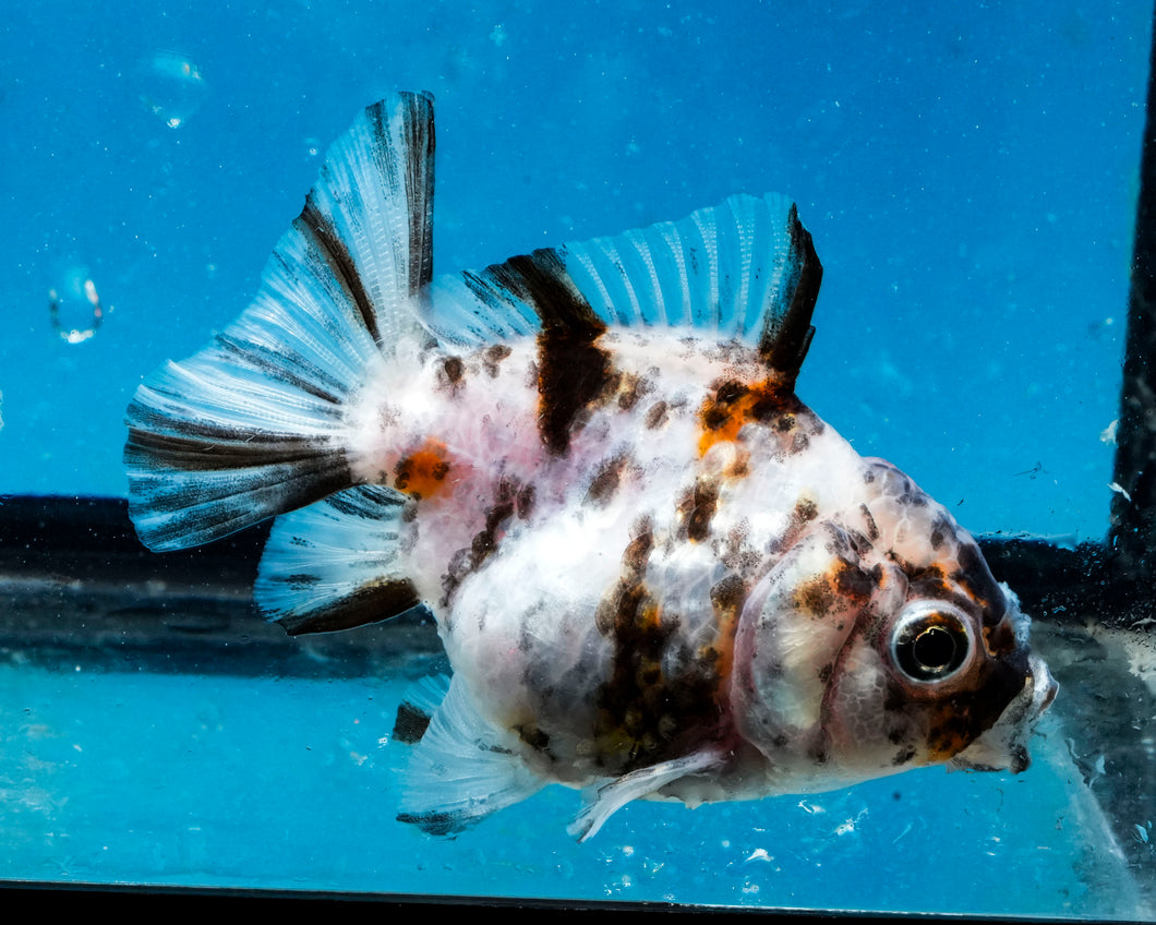 White Tiger Calico Oranda Goldfish (2.5 inches). Imported from Thailand