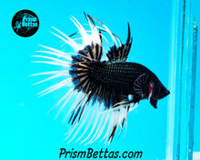 Load image into Gallery viewer, Black Orchid Butterfly Crowntail Male