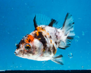 White Tiger Calico Oranda Goldfish (2.5 inches). Imported from Thailand