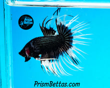 Load image into Gallery viewer, Black Orchid Butterfly Crowntail Male