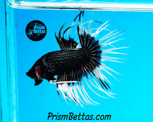Black Orchid Butterfly Crowntail Male