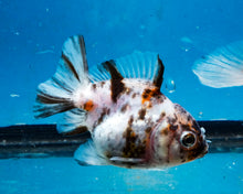 Load image into Gallery viewer, White Tiger Calico Oranda Goldfish (2.5 inches). Imported from Thailand