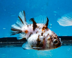 White Tiger Calico Oranda Goldfish (2.5 inches). Imported from Thailand