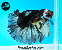 Load image into Gallery viewer, Yellow Chocolate Galaxy Halfmoon Male