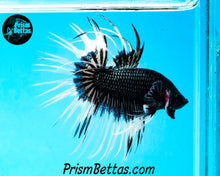 Load image into Gallery viewer, Black Orchid Butterfly Crowntail Male