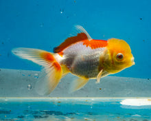 Load image into Gallery viewer, Lemonhead Oranda (3.5-4.25 inches)