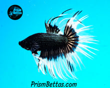 Load image into Gallery viewer, Black Orchid Butterfly Crowntail Male