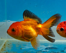 Load image into Gallery viewer, Red and Black Oranda (3.5-4.25 inches)