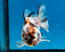 Load image into Gallery viewer, White Tiger Calico Oranda Goldfish (2.5 inches). Imported from Thailand