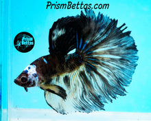 Load image into Gallery viewer, Yellow Chocolate Galaxy Halfmoon Male