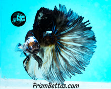 Load image into Gallery viewer, Yellow Chocolate Galaxy Halfmoon Male