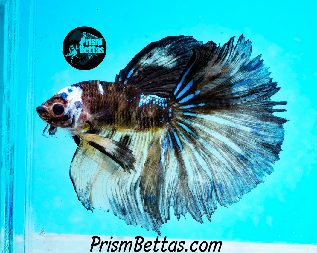 Yellow Chocolate Galaxy Halfmoon Male