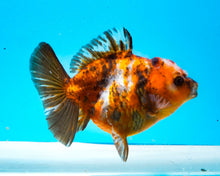 Load image into Gallery viewer, Calico Shogun Godzilla Oranda Female (4 inches) Imported from Thailand