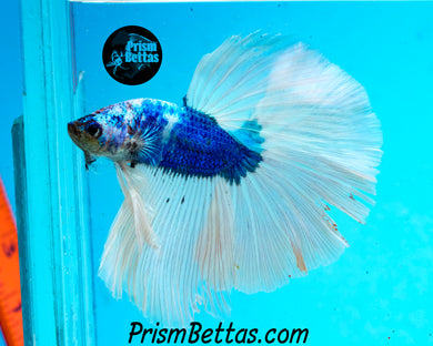 Blue Marble Halfmoon Male