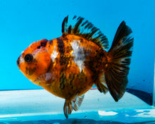 Load image into Gallery viewer, Calico Shogun Godzilla Oranda Female (4 inches) Imported from Thailand