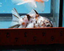 Load image into Gallery viewer, White Tiger Calico Oranda Goldfish (2.5 inches). Imported from Thailand