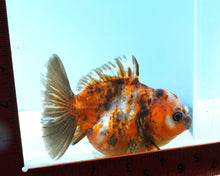 Load image into Gallery viewer, Calico Shogun Godzilla Oranda Female (4 inches) Imported from Thailand
