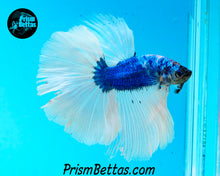 Load image into Gallery viewer, Blue Marble Halfmoon Male