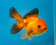 Load image into Gallery viewer, Red and Black Oranda (3.5-4.25 inches)