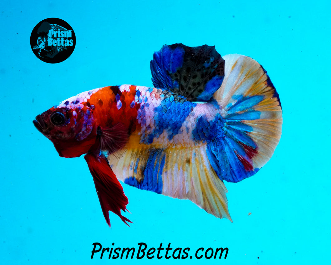 Rainbow Marble Halfmoon Plakat Male