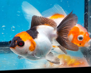 Panda Monster Oranda Goldfish Female? (3 inches). Imported from Thailand